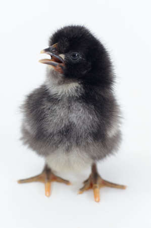Chickの写真素材