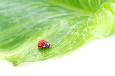 Ladybugの写真素材