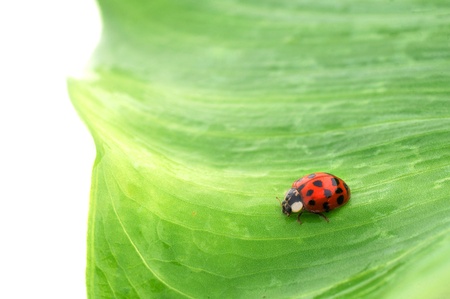 Ladybugの写真素材