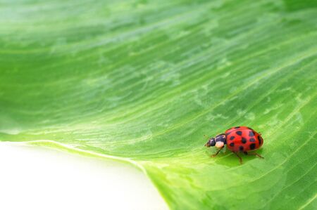 Ladybugの写真素材