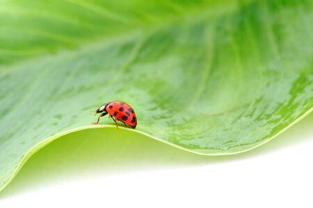 Ladybugの写真素材