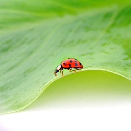 Ladybug