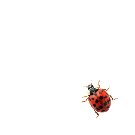 Ladybug