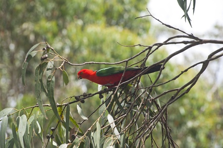 Wild Australian Parrotの写真素材