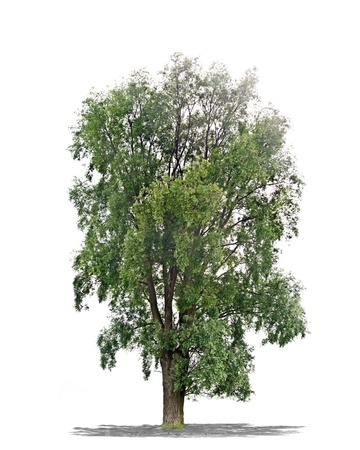  Beautiful green tree isolated on a white background in high resolution の写真素材
