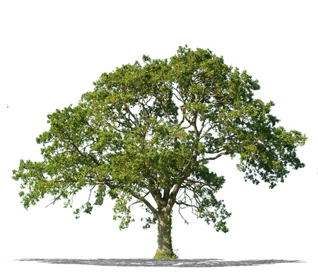  Beautiful green tree isolated on a white background in high resolution の写真素材