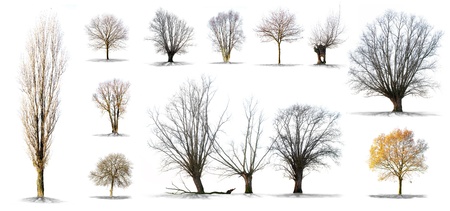  Dead tree isolated on a white background in high resolution 