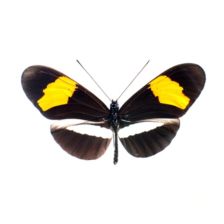 butterflyの写真素材