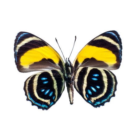 butterflyの写真素材