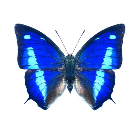 butterflyの写真素材