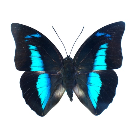 butterflyの写真素材