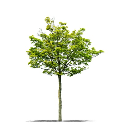 View of a Green tree on a white background の写真素材