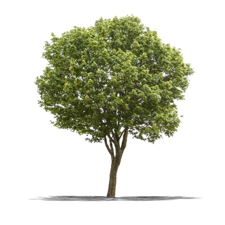View of a Green tree on a white background の写真素材