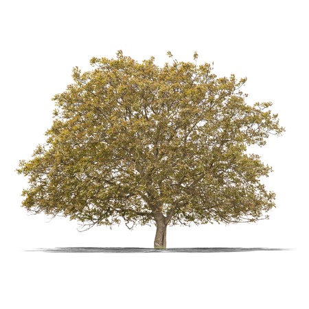 View of a Green tree on a white background の写真素材
