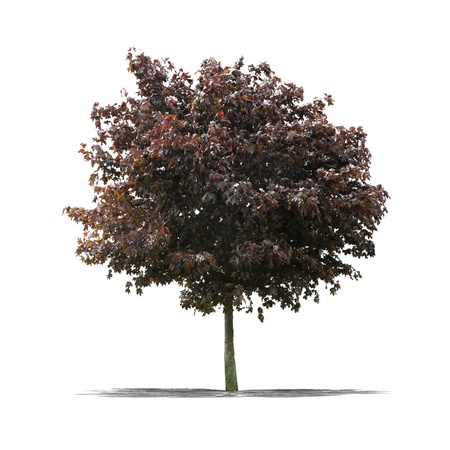 View of a Green tree on a white background の写真素材