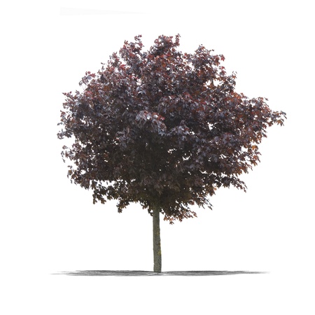 View of a Green tree on a white background の写真素材