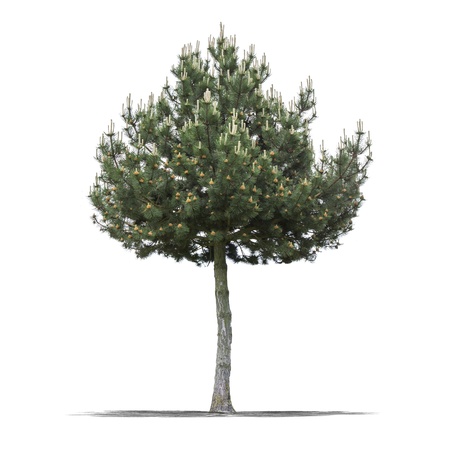 View of a Green tree on a white background の写真素材