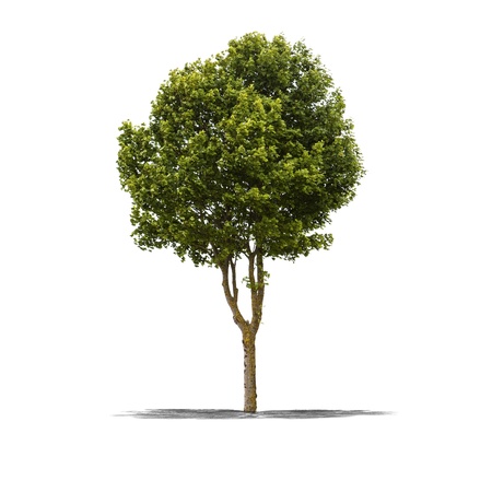 View of a Green tree on a white background の写真素材