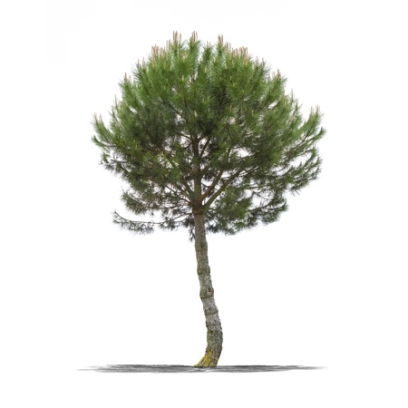 View of a Green tree on a white background の写真素材