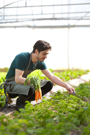 View of a Young attractive farmer harvesting carrotsの写真素材