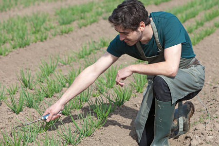 View of a Young attractive farmer verify progress of cultureの写真素材