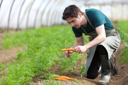 View of a Young attractive farmer harvesting carrots