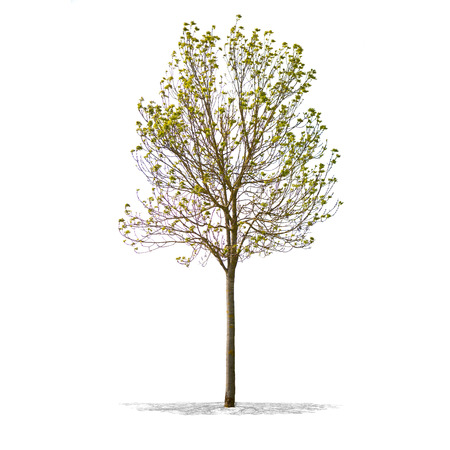 View of Beautifull green tree on a white の写真素材