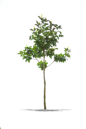 View of Beautifull green tree on a white の写真素材