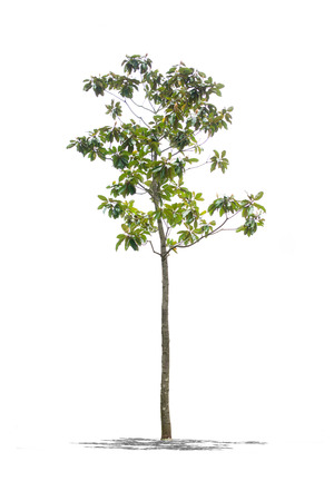 View of Beautifull green tree on a whiteの写真素材
