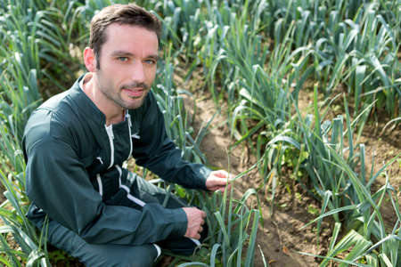VIew of a Farmer working in a leek fieldの写真素材