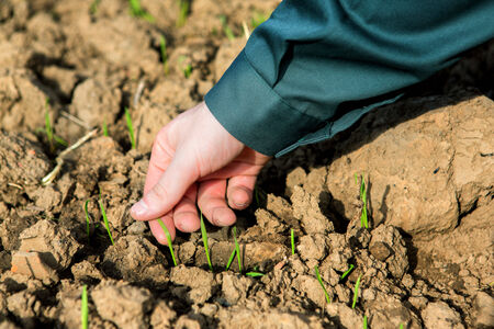VIew of the Hand of a farmer checking earthの写真素材