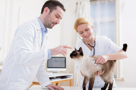 View of Two attractives veterinary surgeons examine a catの写真素材