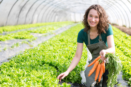 View of a Young attractive farmer harvesting carrotsの写真素材