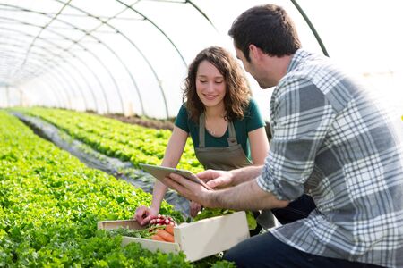 View of a Farmer teaching new employee to gardeningの写真素材