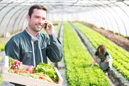 View of a Young attractive woman harvesting vegetable in a greenhouseの写真素材