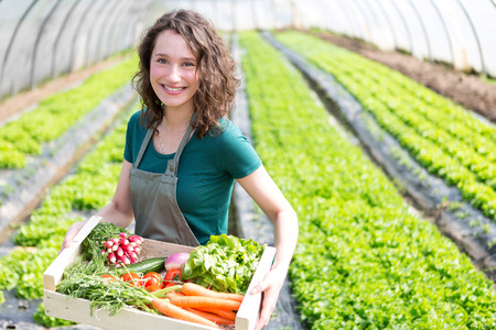 View of an Young attractive woman harvesting vegetable in a greenhouseの写真素材