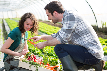 View of a Farmer teaching new employee to gardeningの写真素材