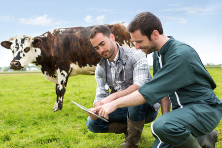 View of a Farmer and veterinary working together in a masture with cows