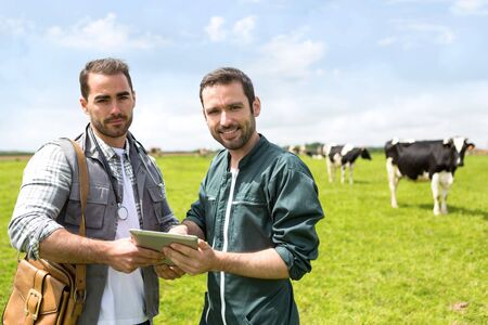 View of a Farmer and veterinary working together in a masture with cowsの写真素材