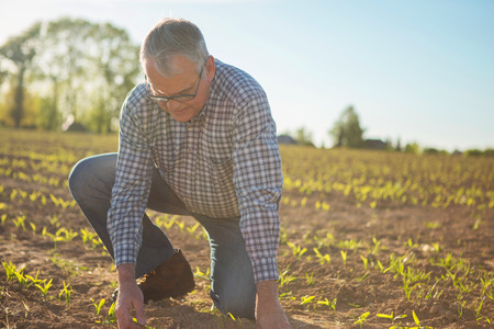 View of a Farmer Senior in countryside checking culture in fields