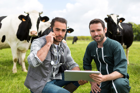 View of a Farmer and veterinary working together in a masture with cowsの写真素材
