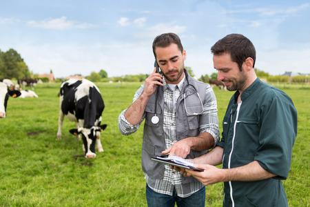 View of a Farmer and veterinary working together in a masture with cowsの写真素材