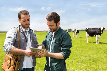 View of a Farmer and veterinary working together in a masture with cowsの写真素材