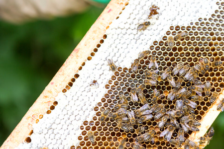 Detailed view of bees working on beehiveの写真素材