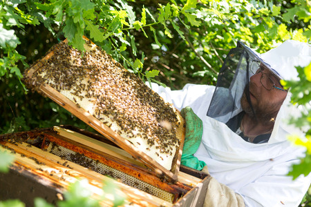 VIew of a Beekeeper working on his beehives in the gardenの写真素材