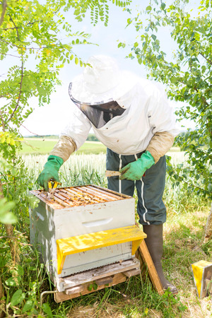 VIew of a Beekeeper working on his beehives in the gardenの写真素材