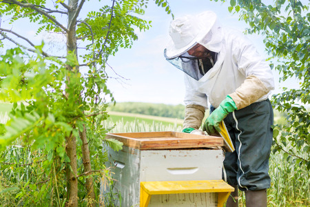 VIew of a Beekeeper working on his beehives in the gardenの写真素材