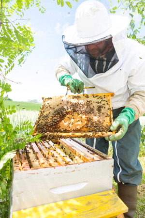 VIew of a Beekeeper working on his beehives in the gardenの写真素材