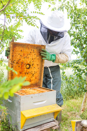 VIew of a Beekeeper working on his beehives in the gardenの写真素材
