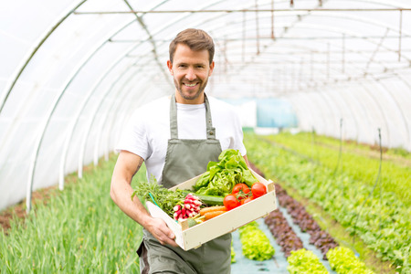 View of a Young attractive man harvesting vegetable in a greenhouseの写真素材